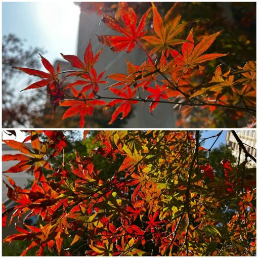 城中秋韵浓，奋进正当时